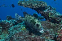 Coral Gardens Dive Site