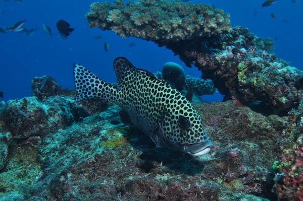 Coral Gardens Dive Site, Flynn Reef | Cairns & Great Barrier Reef