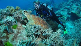 The Oasis Dive Site