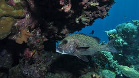 The Oasis Dive Site