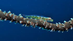 Jorgey's Patch Dive Site