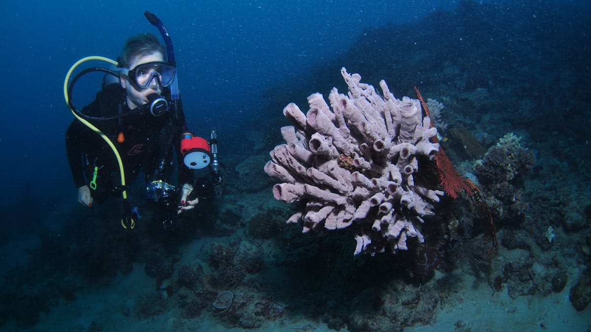 Eddy Reef