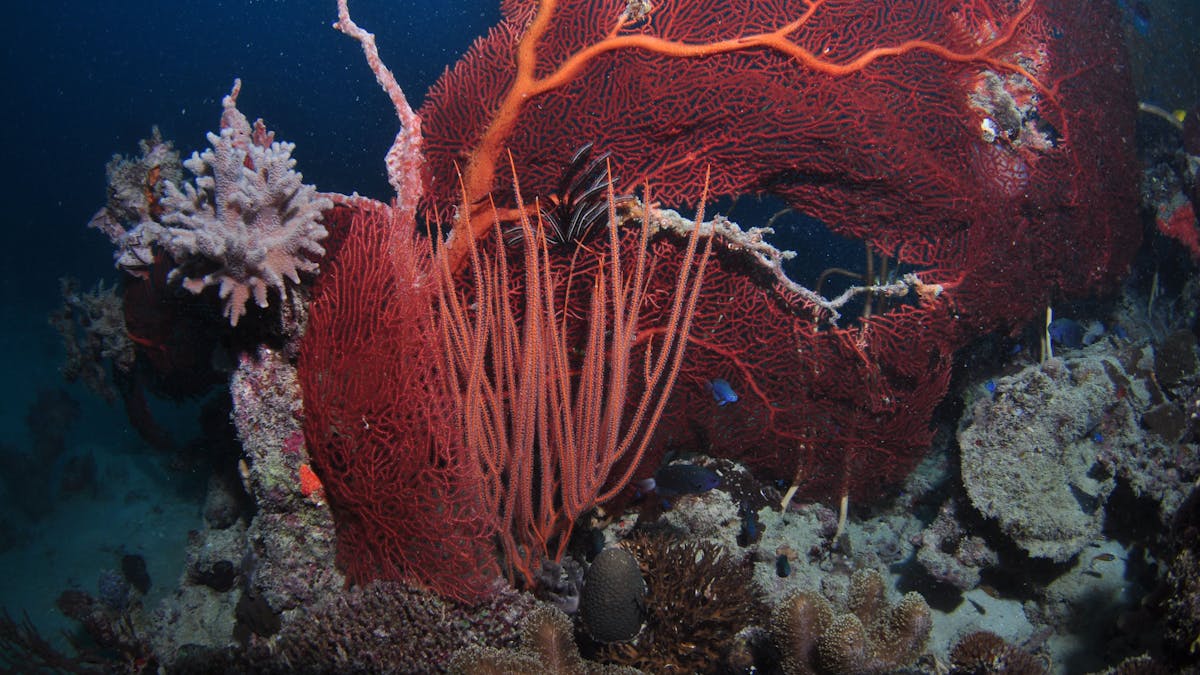 Eddy Reef