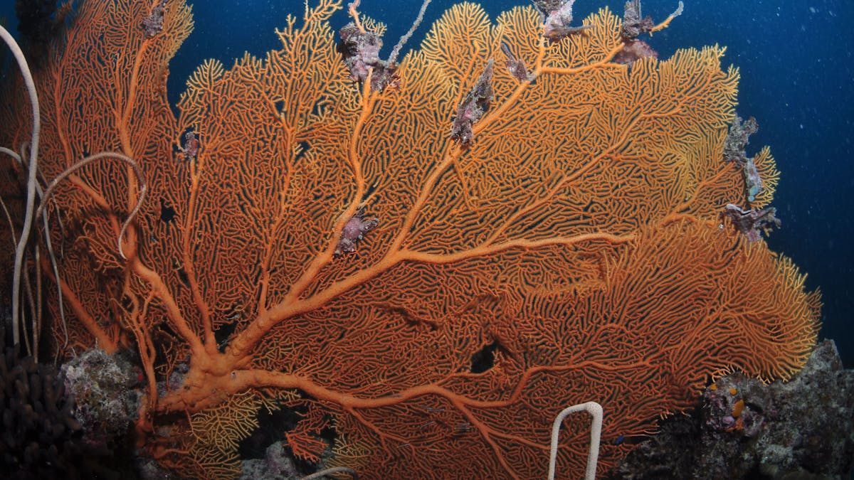 Eddy Reef