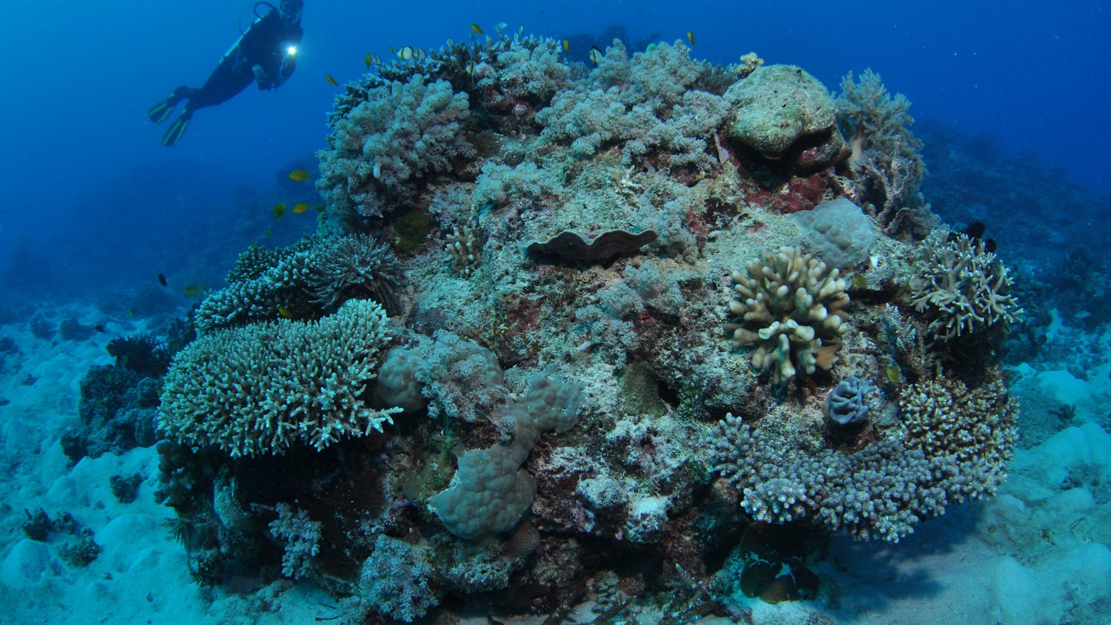 Keeper Reef Dive Site