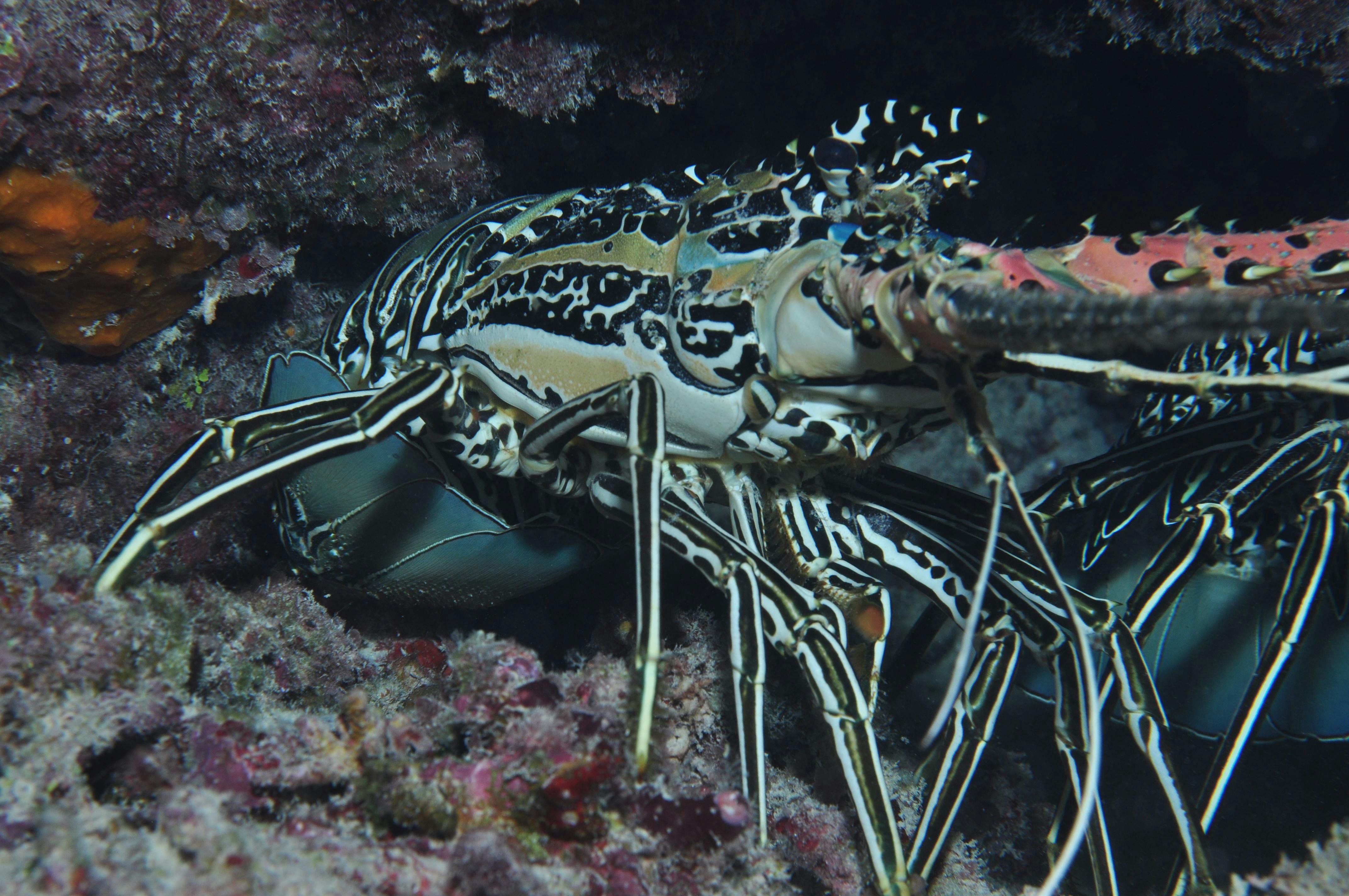 Keeper Reef Dive Site