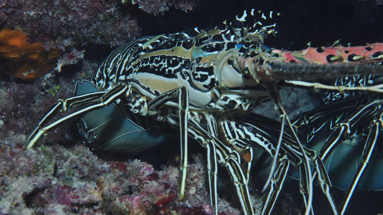 Keeper Reef Dive Site