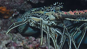 Keeper Reef Dive Site