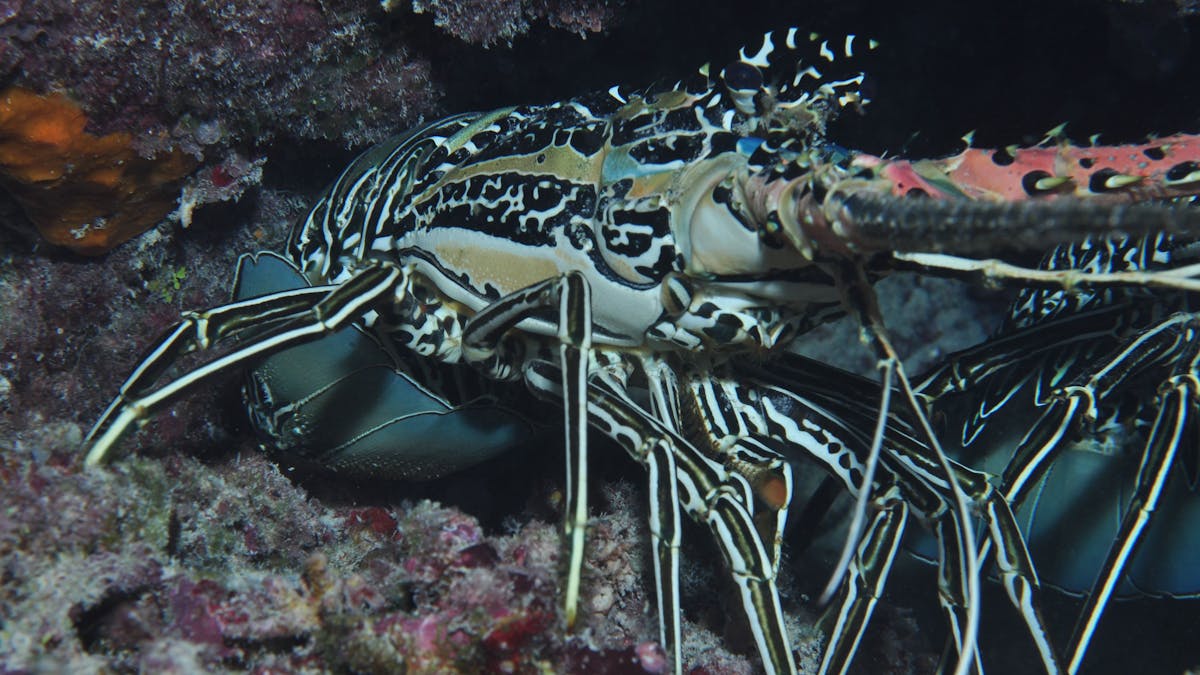 Keeper Reef