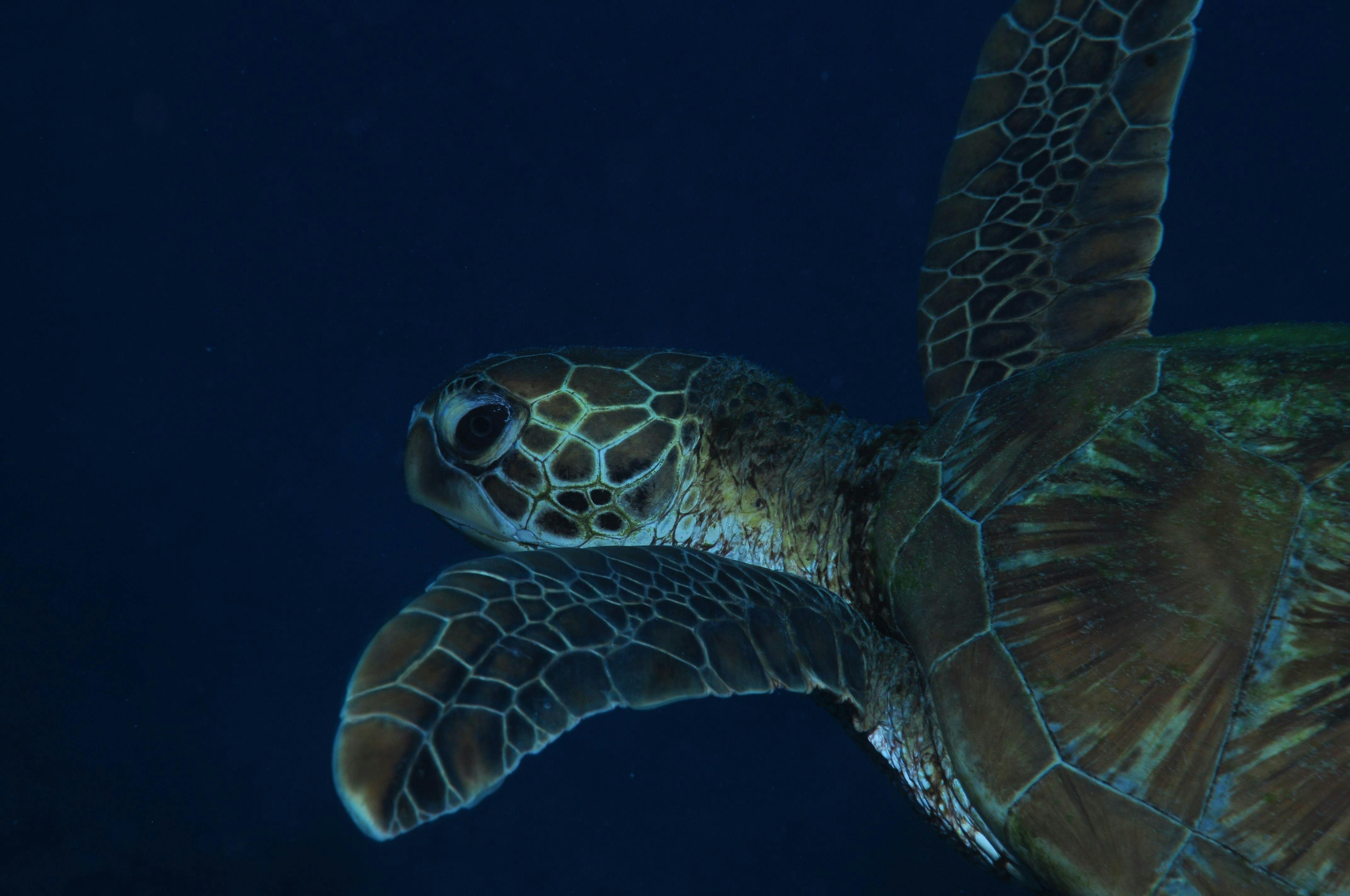 Keeper Reef Dive Site