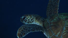 Keeper Reef Dive Site