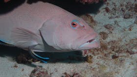 Entrance Bommie Dive Site