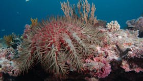Entrance Bommie Dive Site