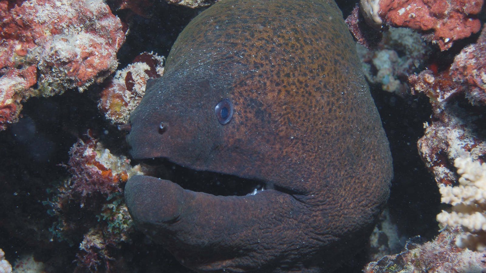 Entrance Bommie Dive Site