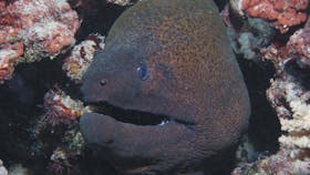 Entrance Bommie Dive Site