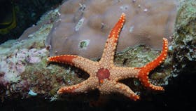 Entrance Bommie Dive Site