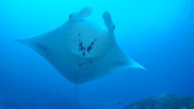Manta Ray Bommie Dive Site