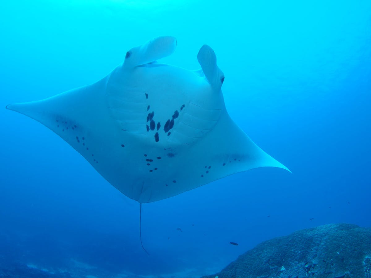 Manta Ray Bommie