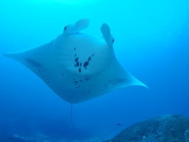 Manta Ray Bommie