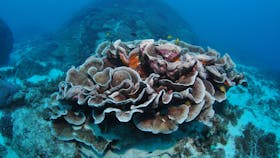 Manta Ray Bommie Dive Site