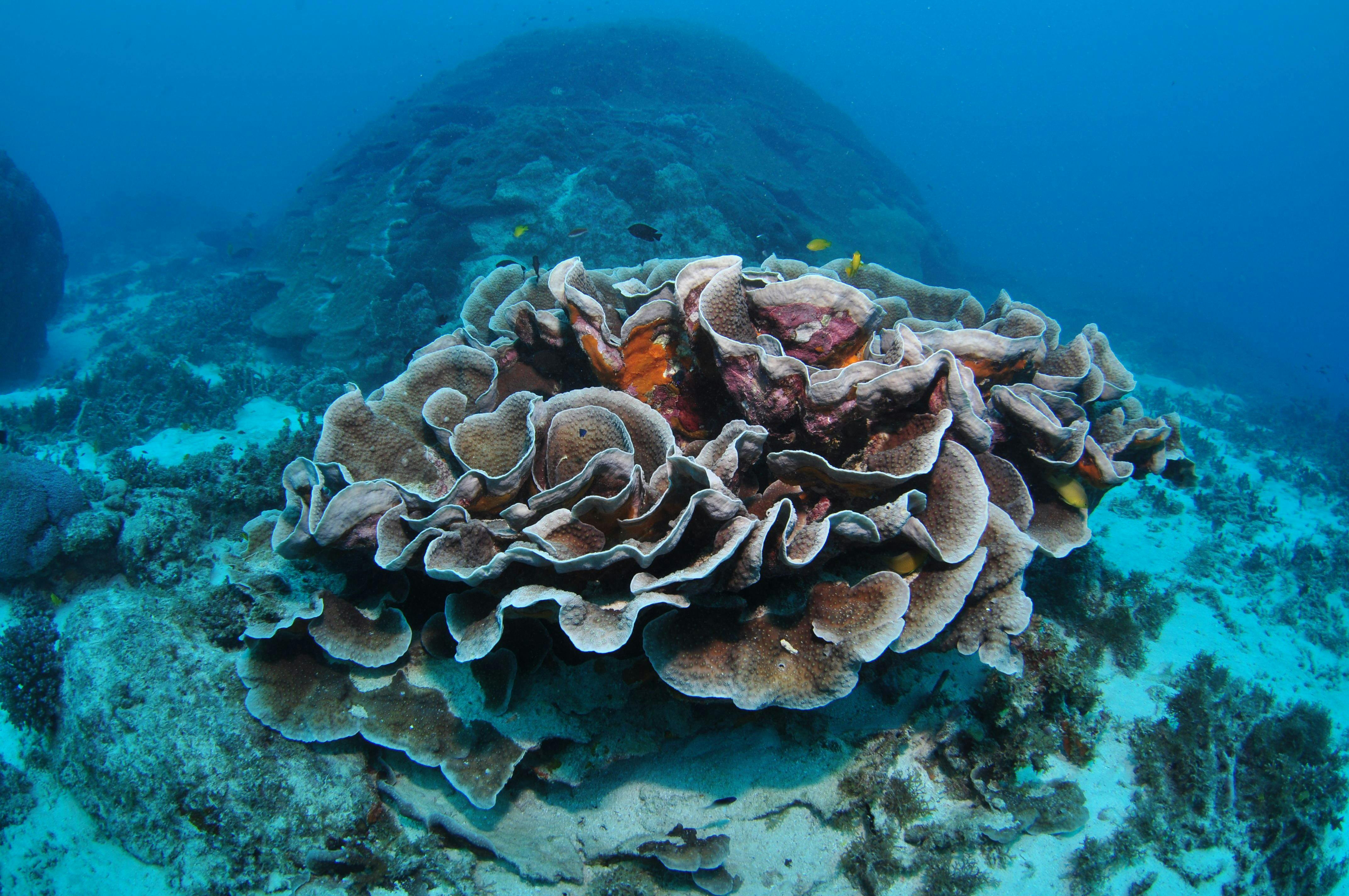 The Canyons Dive Site