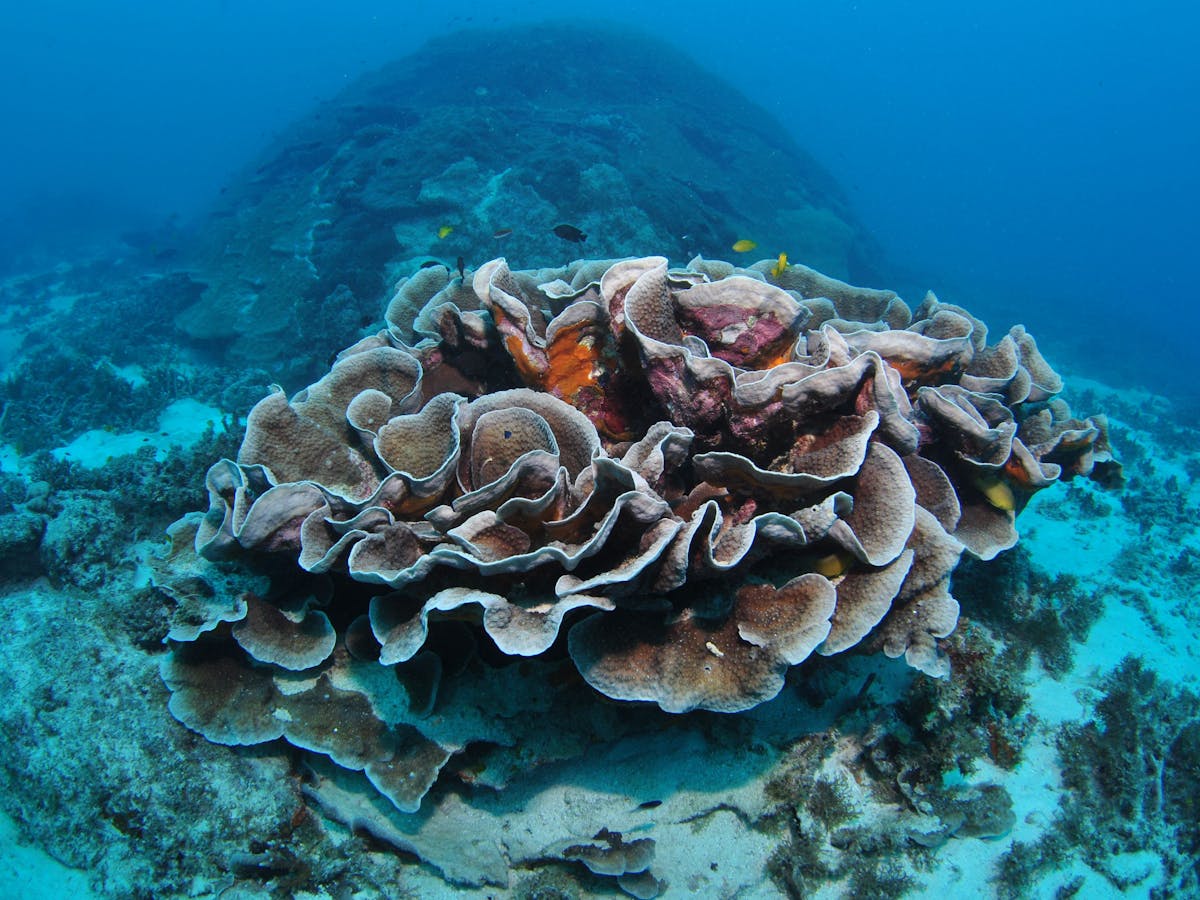 Manta Ray Bommie
