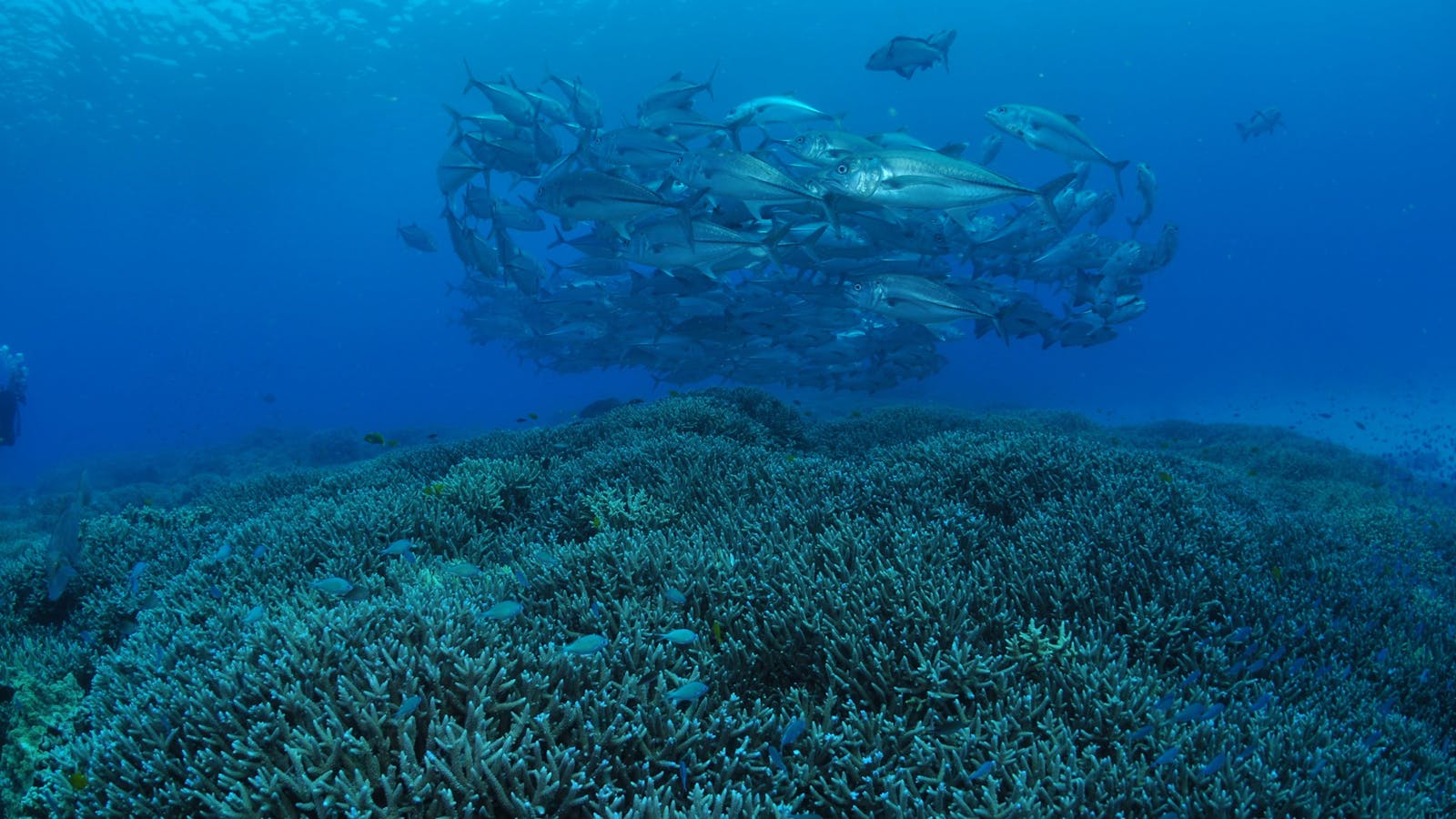 Second Reef Dive Site