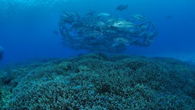 Second Reef Dive Site