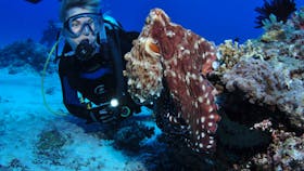 Second Reef Dive Site