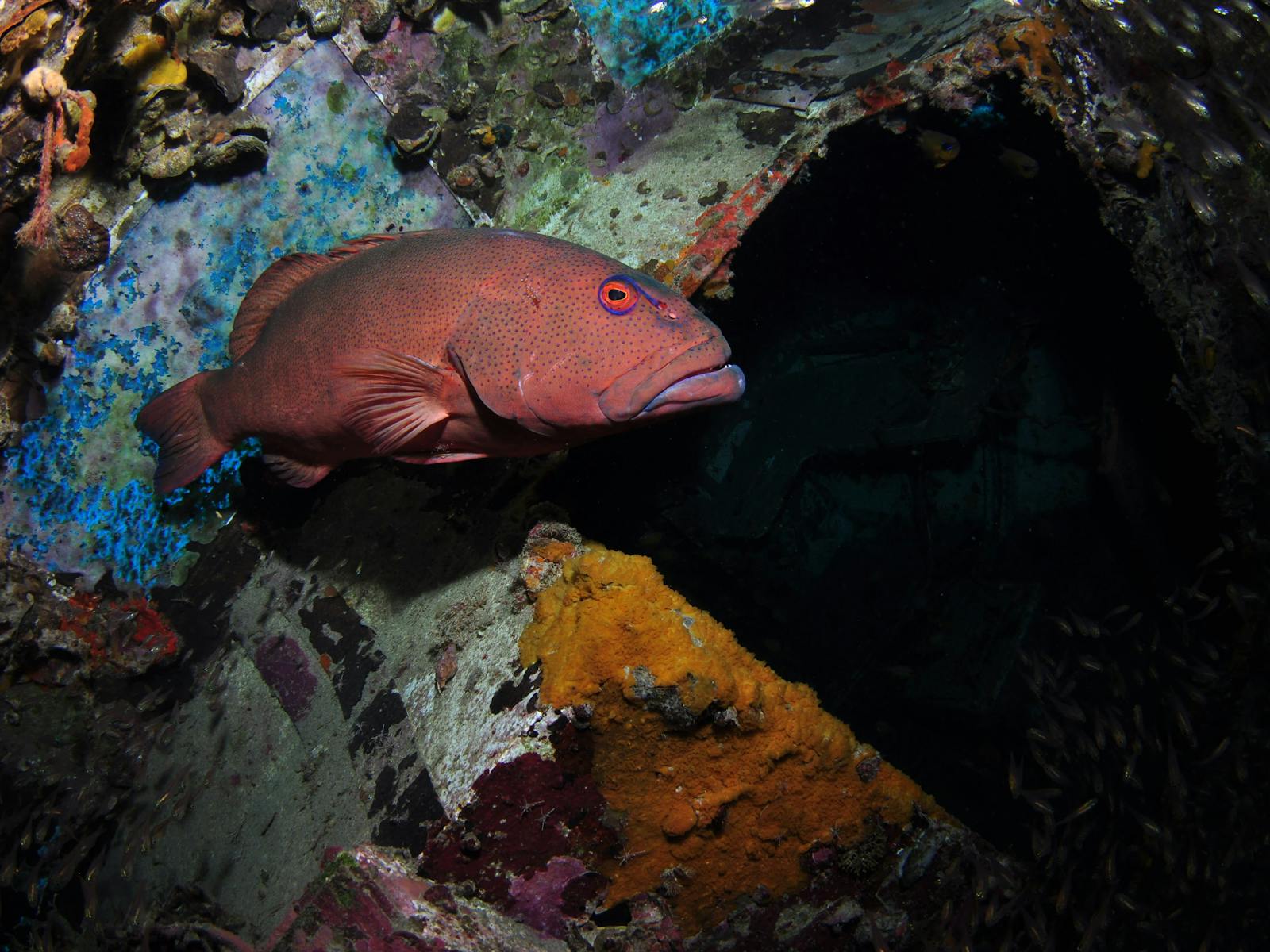 Severance Shipwreck Dive Site