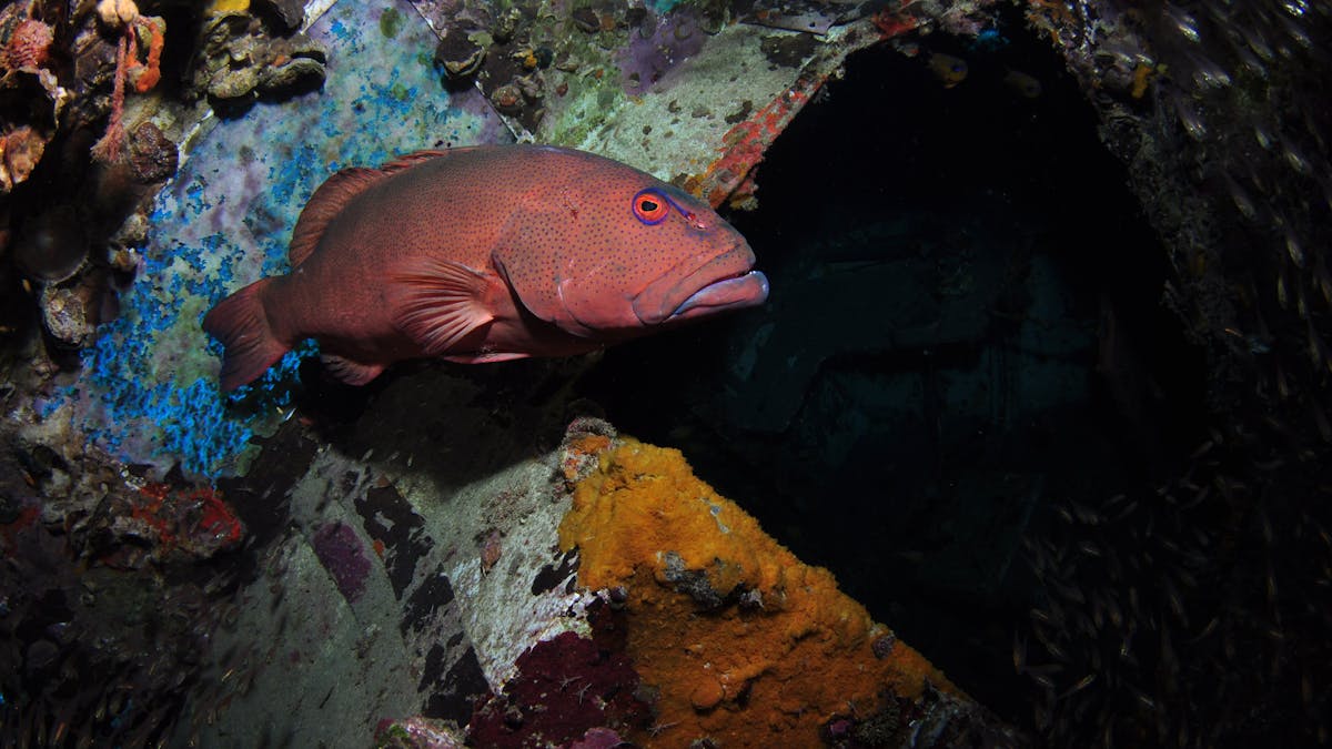 Severance Shipwreck