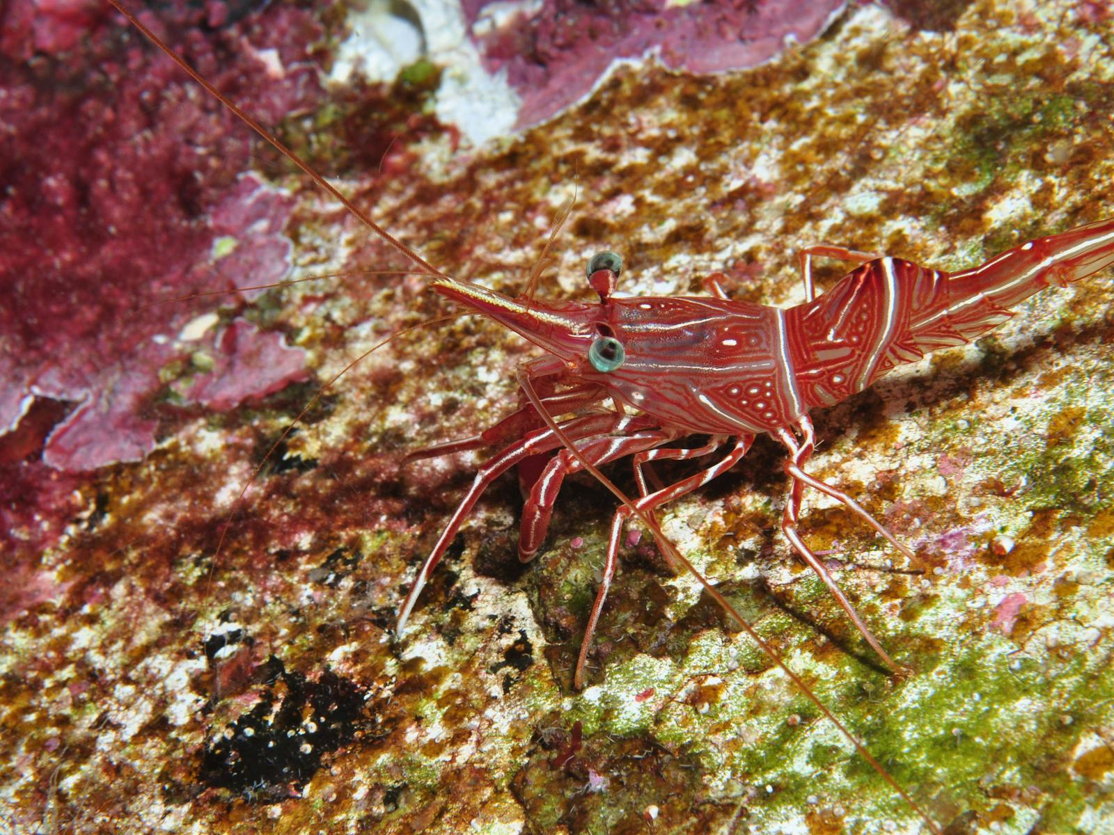 Severance Shipwreck Dive Site
