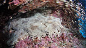 Anchor Bommie Dive Site