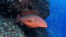 Anchor Bommie Dive Site