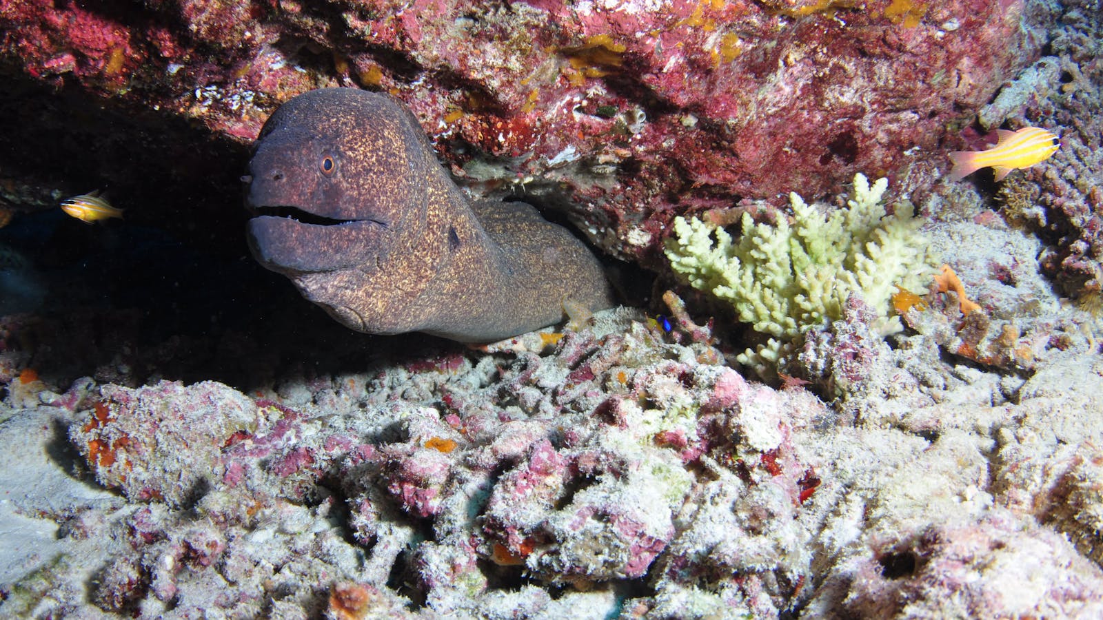 Anchor Bommie Dive Site