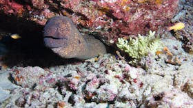 Anchor Bommie Dive Site