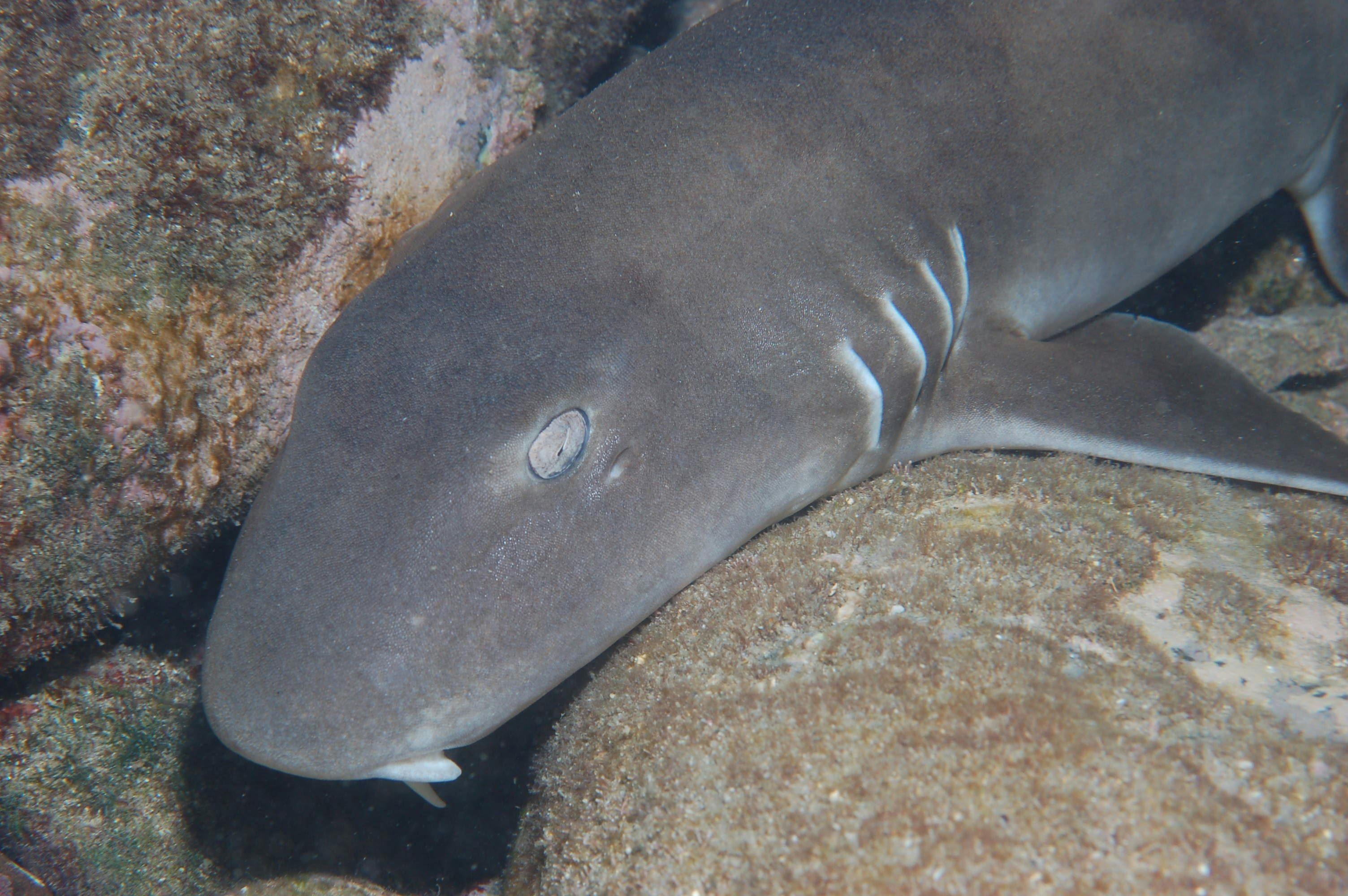 Burkitts Reef Dive Site