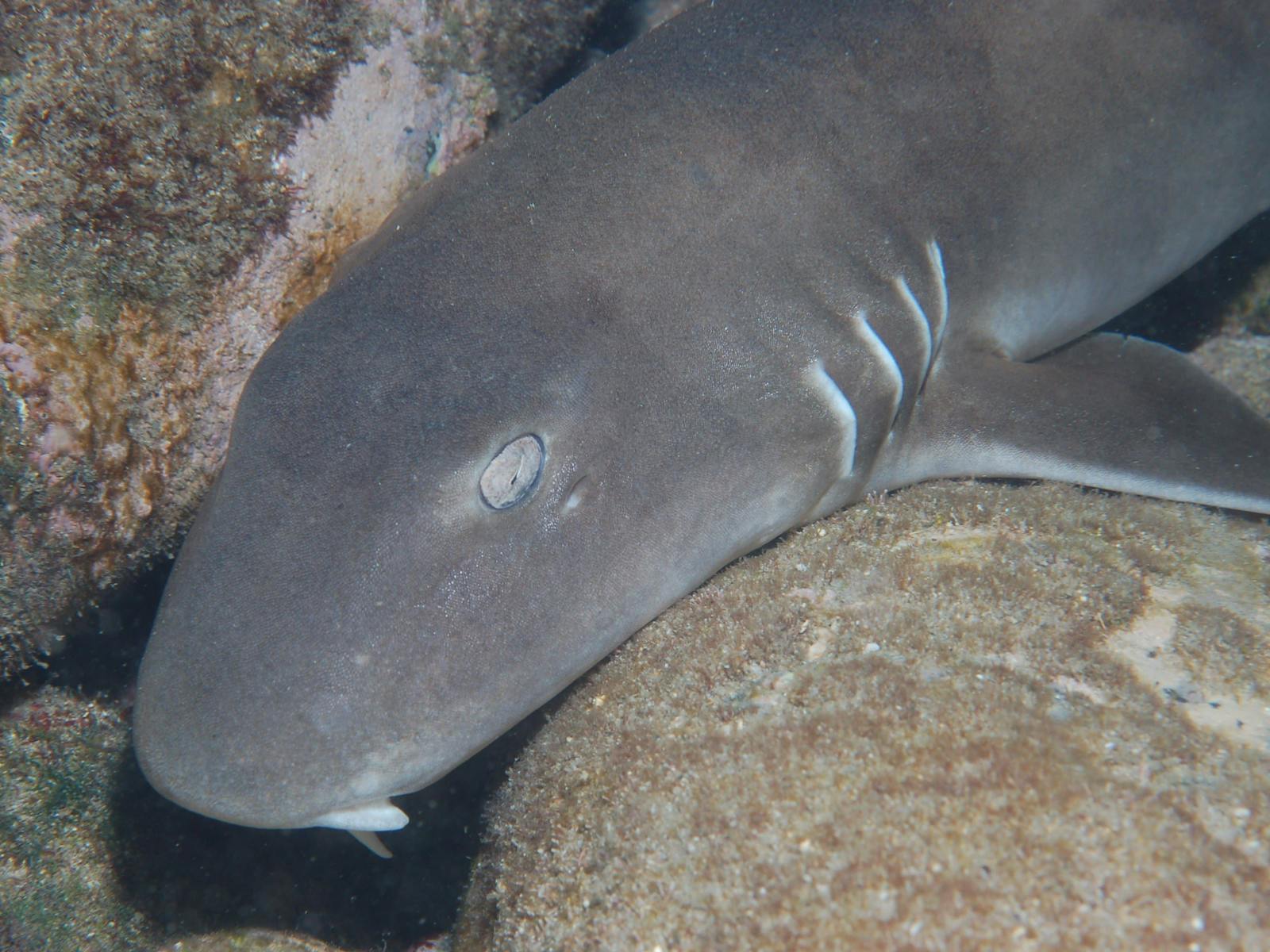 Burkitts Reef Dive Site