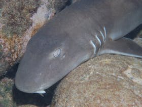 Burkitts Reef Dive Site