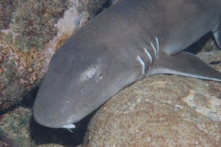 Burkitts Reef Dive Site