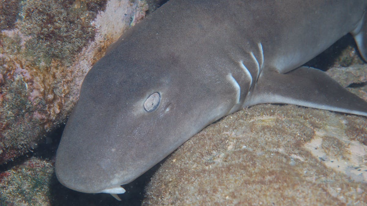 Burkitts Reef