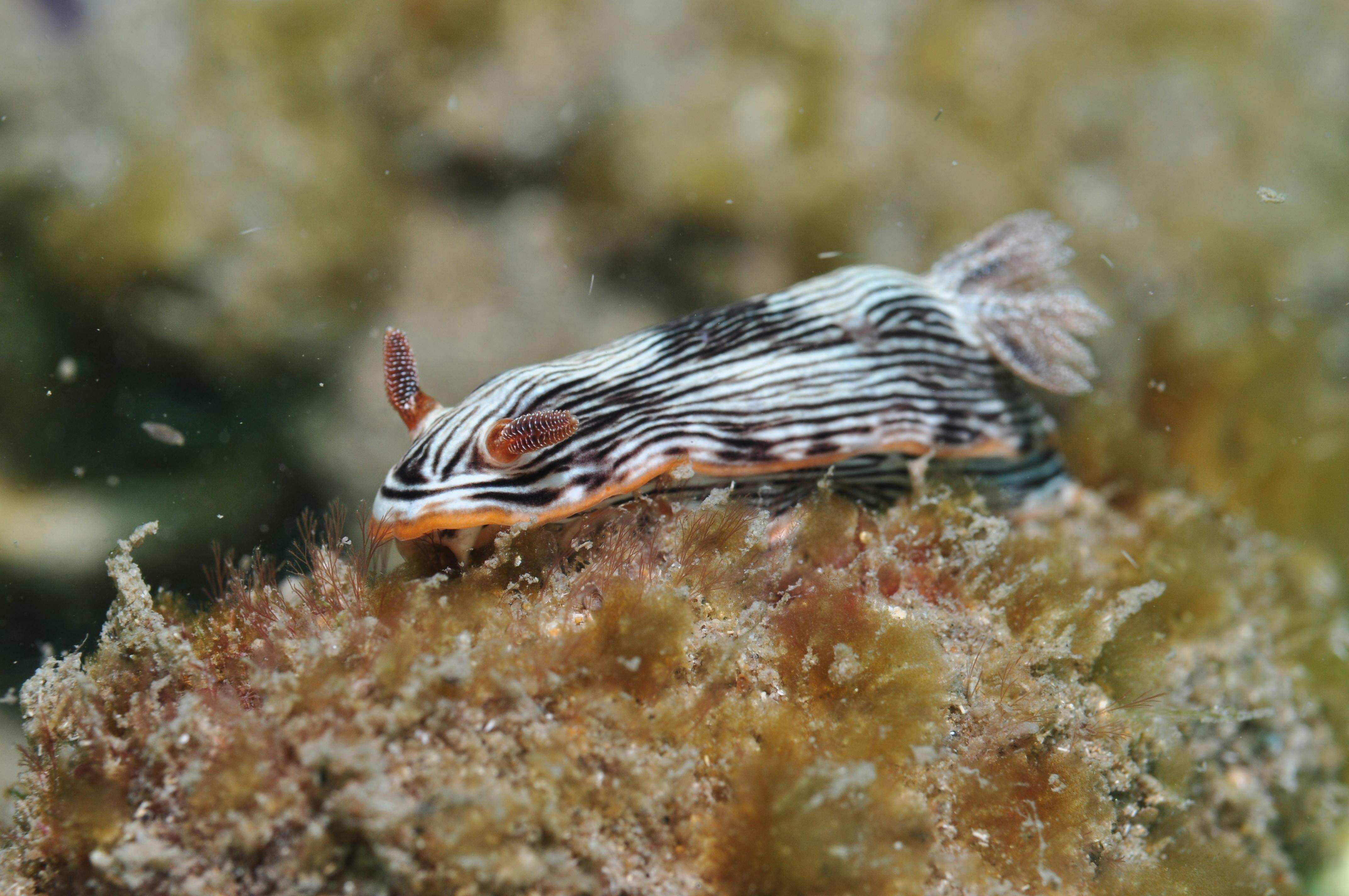 Burkitts Reef Dive Site