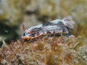 Burkitts Reef Dive Site