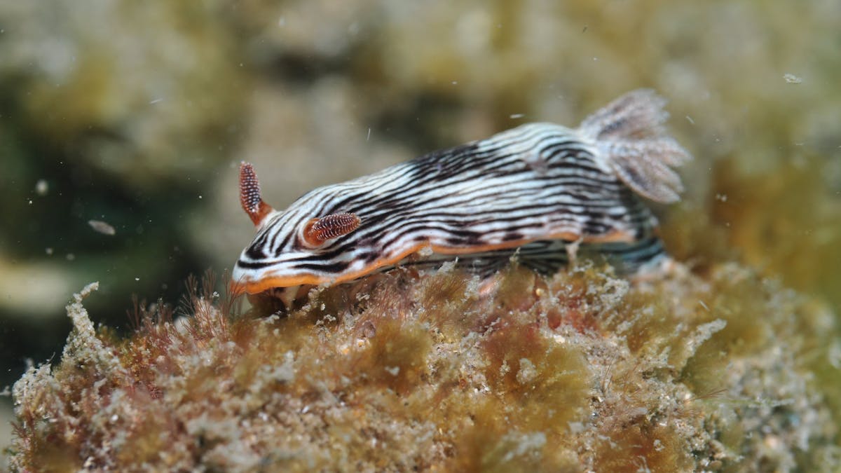 Burkitts Reef