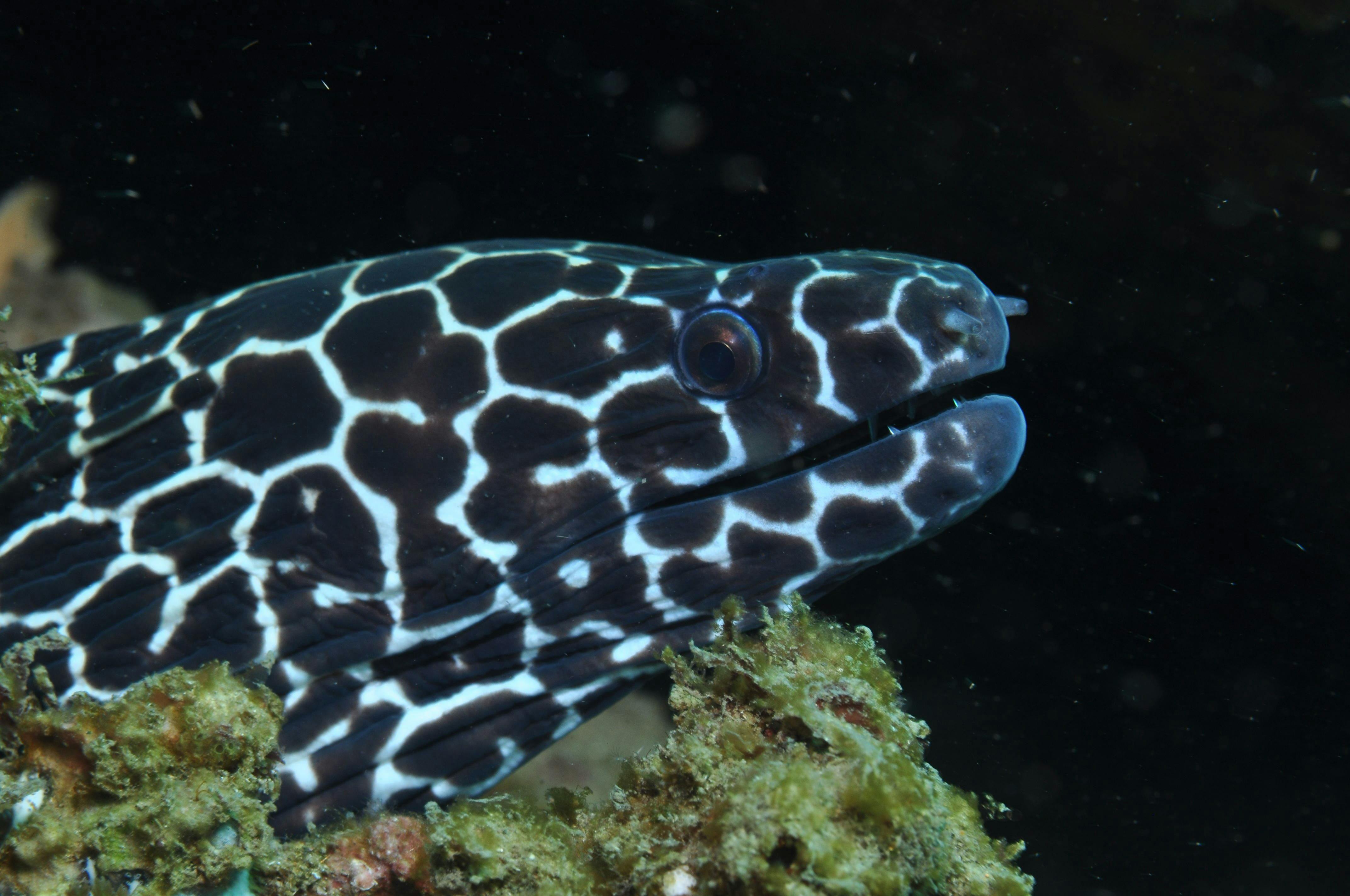 Burkitts Reef Dive Site