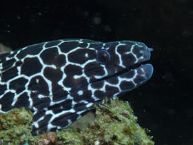 Burkitts Reef Dive Site