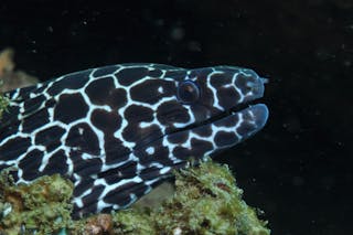 Burkitts Reef Dive Site