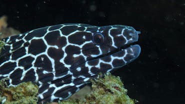 Burkitts Reef