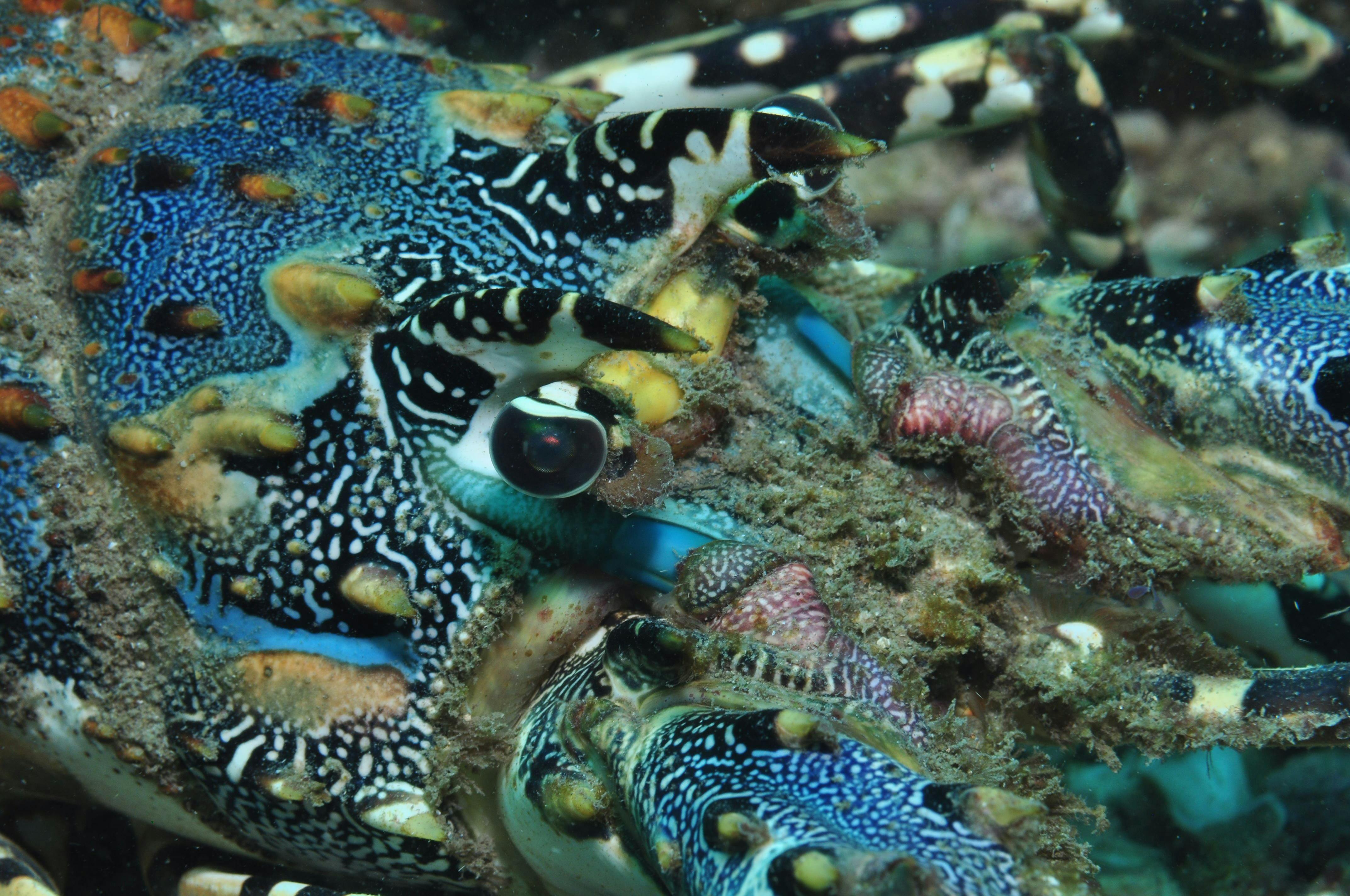 Burkitts Reef Dive Site