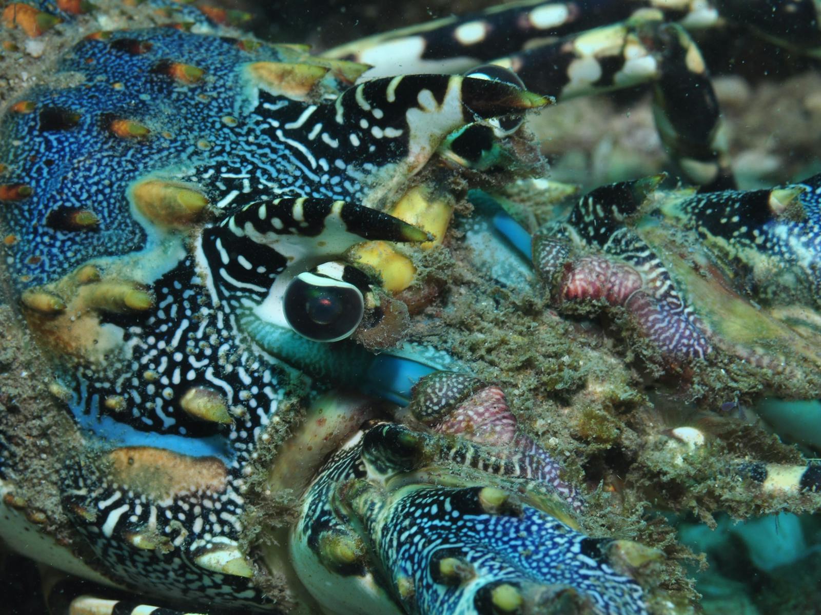 Burkitts Reef Dive Site